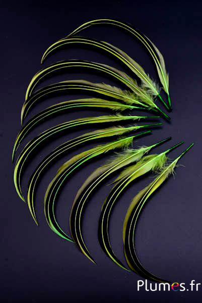 Canard Mandarin - 15-20 cm - lime